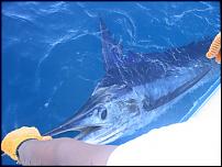 Click image for larger version

Name:	Marlin small.JPG
Views:	292
Size:	90.6 KB
ID:	32191