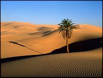 Click image for larger version

Name:	Lone Palm, Sahara Desert.jpg
Views:	601
Size:	75.2 KB
ID:	32454