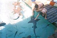 Click image for larger version

Name:	shark1.jpg
Views:	822
Size:	147.9 KB
ID:	3408