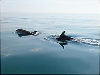 Click image for larger version

Name:	Dolphins10.05.08 069 (Medium).jpg
Views:	620
Size:	33.3 KB
ID:	34749