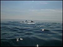 Click image for larger version

Name:	Dolphins10.05.08 104 (Medium).jpg
Views:	195
Size:	38.6 KB
ID:	34750