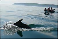 Click image for larger version

Name:	Dolphins10.05.08 072 (Medium).jpg
Views:	1122
Size:	59.2 KB
ID:	34751