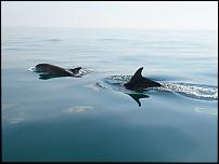 Click image for larger version

Name:	Dolphins10.05.08 069 (Medium).jpg
Views:	1002
Size:	33.3 KB
ID:	34752