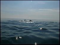 Click image for larger version

Name:	Dolphins10.05.08 104 (Medium).jpg
Views:	296
Size:	38.6 KB
ID:	34753