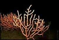 Click image for larger version

Name:	sea fan.JPG
Views:	306
Size:	60.2 KB
ID:	36068