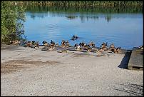 Click image for larger version

Name:	DUCKS_ON_SLIPWAY_EARLY_MORN.jpg
Views:	635
Size:	294.5 KB
ID:	36489
