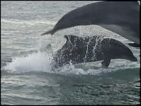 Click image for larger version

Name:	Aberffraw Dolphins 16.jpg
Views:	522
Size:	210.4 KB
ID:	37227