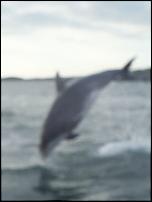 Click image for larger version

Name:	Aberffraw Dolphins 21.jpg
Views:	561
Size:	139.1 KB
ID:	37228