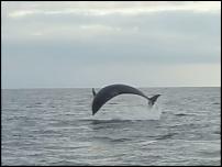 Click image for larger version

Name:	Aberffraw Dolphins 27.jpg
Views:	482
Size:	153.4 KB
ID:	37229