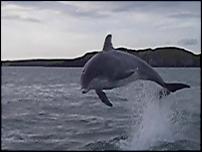 Click image for larger version

Name:	Aberffraw Dolphins 76.jpg
Views:	482
Size:	163.8 KB
ID:	37230
