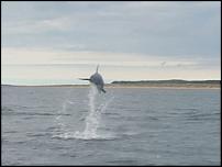 Click image for larger version

Name:	Aberffraw Dolphins 36.jpg
Views:	770
Size:	173.7 KB
ID:	37231