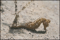 Click image for larger version

Name:	fs_Seahorse_sharrock.gif
Views:	174
Size:	89.1 KB
ID:	37437
