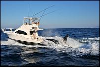 Click image for larger version

Name:	orca2wo3.jpg
Views:	811
Size:	37.7 KB
ID:	39169