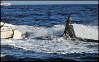 Click image for larger version

Name:	orca6mg4.jpg
Views:	1208
Size:	47.0 KB
ID:	39170