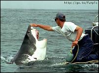 Click image for larger version

Name:	shark.jpg
Views:	689
Size:	31.7 KB
ID:	40096