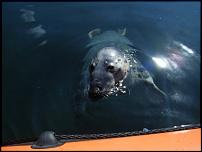 Click image for larger version

Name:	seal.jpg
Views:	535
Size:	28.7 KB
ID:	42144
