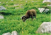 Click image for larger version

Name:	soay sheep 500 x.jpg
Views:	371
Size:	49.9 KB
ID:	4282
