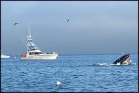 Click image for larger version

Name:	whale1.jpg
Views:	171
Size:	40.4 KB
ID:	44075