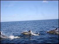 Click image for larger version

Name:	dolphin 1.jpg
Views:	647
Size:	223.7 KB
ID:	44702