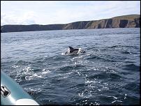 Click image for larger version

Name:	dophin 2.jpg
Views:	180
Size:	245.3 KB
ID:	44703