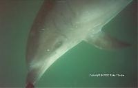 Click image for larger version

Name:	dolphin2.jpg
Views:	296
Size:	18.9 KB
ID:	4480