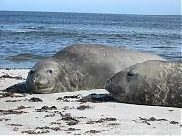 Click image for larger version

Name:	ely seals.jpg
Views:	756
Size:	37.5 KB
ID:	4596
