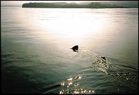 Click image for larger version

Name:	basking shark at surface.jpg
Views:	258
Size:	58.1 KB
ID:	46043