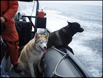 Click image for larger version

Name:	Dogs love boats.jpg
Views:	645
Size:	54.4 KB
ID:	46139