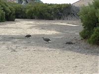 Click image for larger version

Name:	wild chickens.jpg
Views:	582
Size:	29.2 KB
ID:	4632
