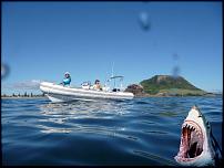 Click image for larger version

Name:	shark.jpg
Views:	261
Size:	39.9 KB
ID:	47263