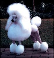 Click image for larger version

Name:	POODLE.jpg
Views:	159
Size:	15.9 KB
ID:	47481