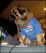Click image for larger version

Name:	70kg leonberger dog (3).jpg
Views:	312
Size:	47.2 KB
ID:	49130