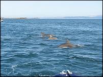 Click image for larger version

Name:	Gigha Dolphins1.jpg
Views:	643
Size:	116.6 KB
ID:	50361
