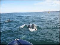 Click image for larger version

Name:	Gigha Dolphins2.jpg
Views:	761
Size:	108.3 KB
ID:	50362