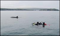 Click image for larger version

Name:	Bnose with divers 6th June 2010.jpg
Views:	672
Size:	30.3 KB
ID:	51657