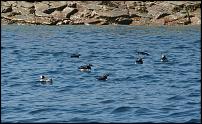 Click image for larger version

Name:	puffins1 (Medium).jpg
Views:	590
Size:	77.7 KB
ID:	51695