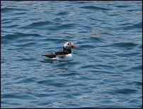 Click image for larger version

Name:	puffins2 (Medium).jpg
Views:	463
Size:	74.3 KB
ID:	51696