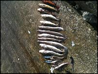 Click image for larger version

Name:	Friday catch small.jpg
Views:	257
Size:	111.2 KB
ID:	53295