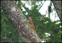 Click image for larger version

Name:	Squirrel2.jpg
Views:	545
Size:	66.7 KB
ID:	53987