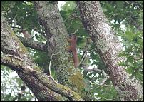 Click image for larger version

Name:	RedSquirrel.jpg
Views:	512
Size:	235.1 KB
ID:	53988