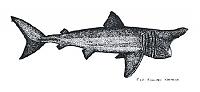 Click image for larger version

Name:	shark drawing.jpg
Views:	845
Size:	29.5 KB
ID:	5675