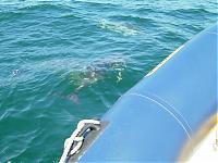 Click image for larger version

Name:	dolphin1.JPG
Views:	732
Size:	41.8 KB
ID:	5821