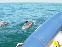 Click image for larger version

Name:	dolphin2.jpg
Views:	858
Size:	63.0 KB
ID:	5822