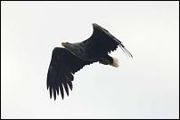 Click image for larger version

Name:	male sea eagle in flight-500.jpg
Views:	505
Size:	6.5 KB
ID:	58341