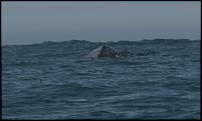 Click image for larger version

Name:	Whale.jpg
Views:	537
Size:	125.5 KB
ID:	59660