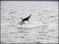 Click image for larger version

Name:	dolphin2.jpg
Views:	281
Size:	93.9 KB
ID:	60328