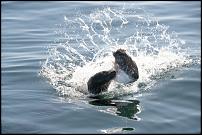 Click image for larger version

Name:	Sea lion vs mola mola.jpg
Views:	1306
Size:	60.6 KB
ID:	61160