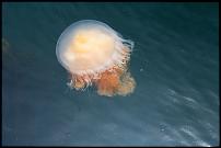 Click image for larger version

Name:	Egg Yolk Jelly.jpg
Views:	382
Size:	26.7 KB
ID:	61162