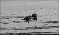 Click image for larger version

Name:	Otter.jpg
Views:	494
Size:	43.3 KB
ID:	61163