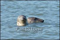 Click image for larger version

Name:	seals resize.jpg
Views:	262
Size:	172.4 KB
ID:	63291